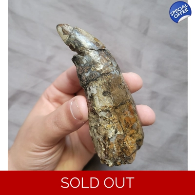 Ultra Rare Torvosaurus Giant Jurassic Theropod Dinosaur Tooth Fossil Ultra Rare Torvosaurus Giant Jurassic Theropod Dinosaur Tooth Fossil